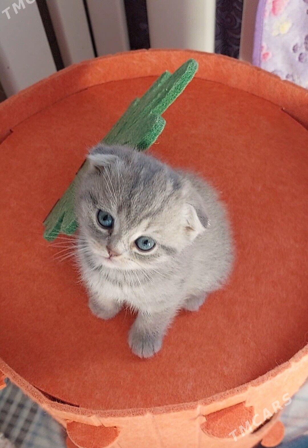 Шотландские котята - Ашхабад - img 1