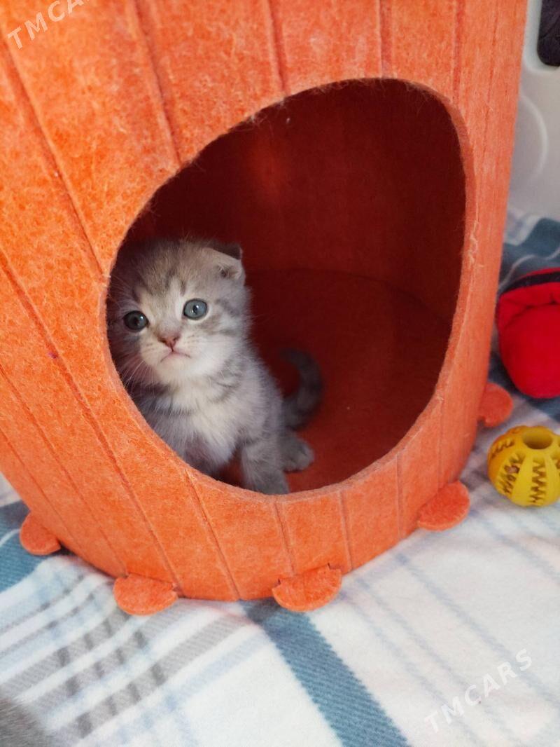 Шотландские котята - Ашхабад - img 3