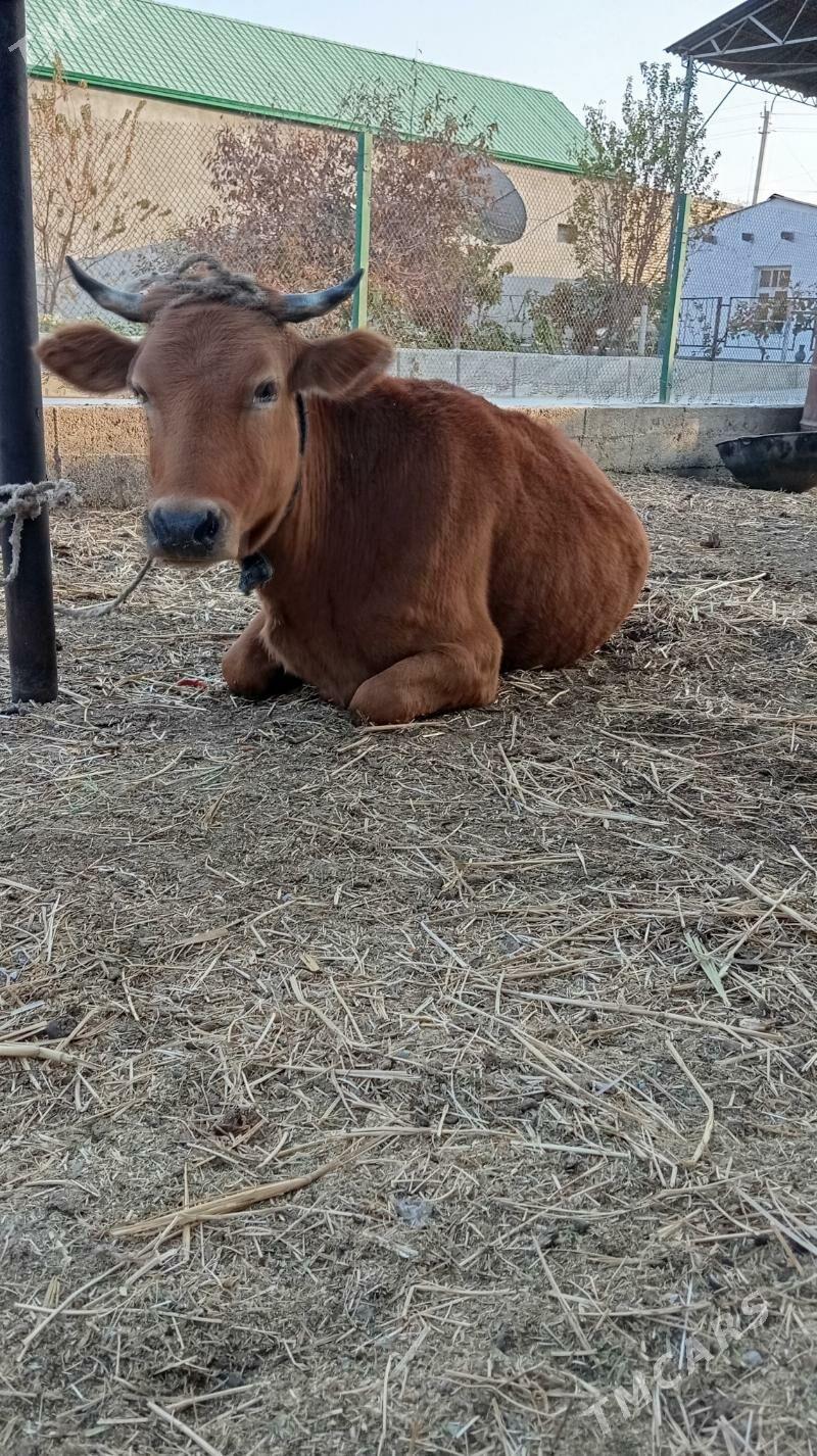 sygyr - Гёкдепе - img 1