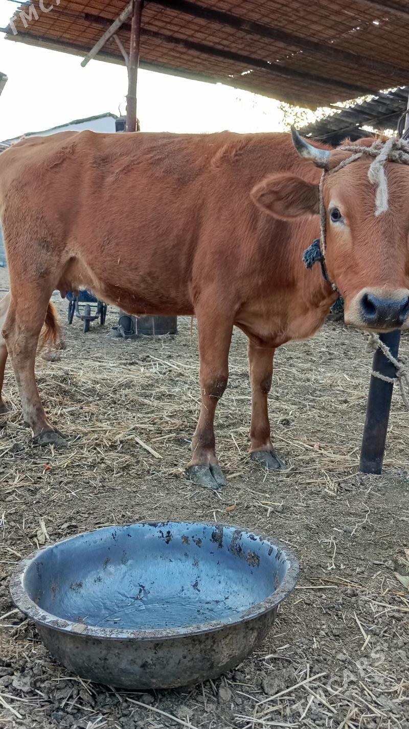 sygyr - Гёкдепе - img 3