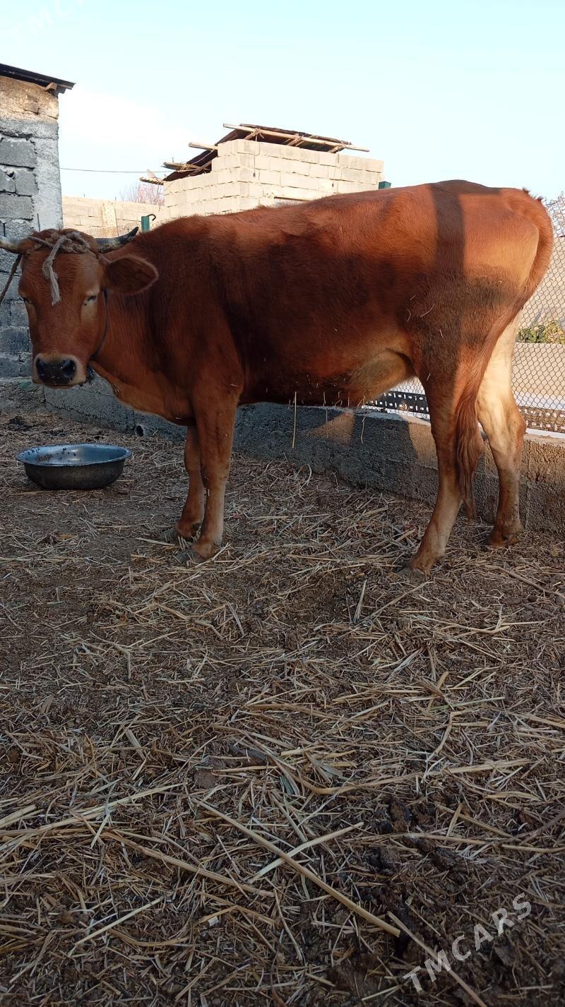 sygyr - Гёкдепе - img 2