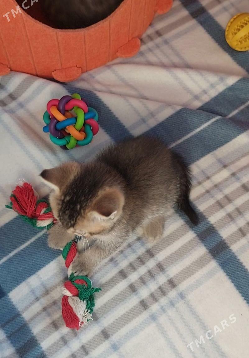 Шотландские котята - Ашхабад - img 5