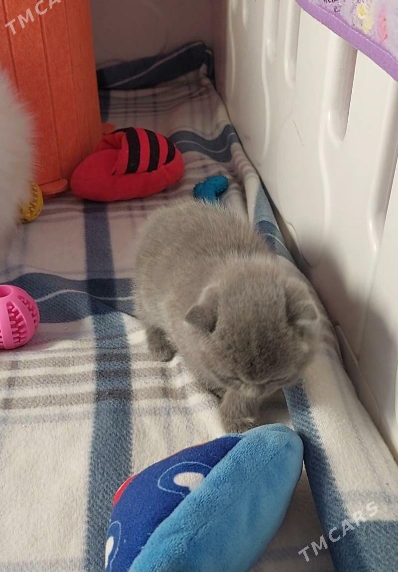 Шотландские котята - Ашхабад - img 4