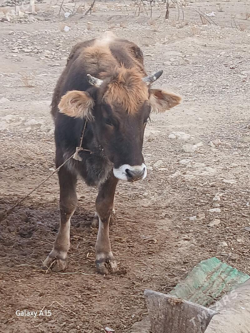 Tüwe - Magtymguly - img 2