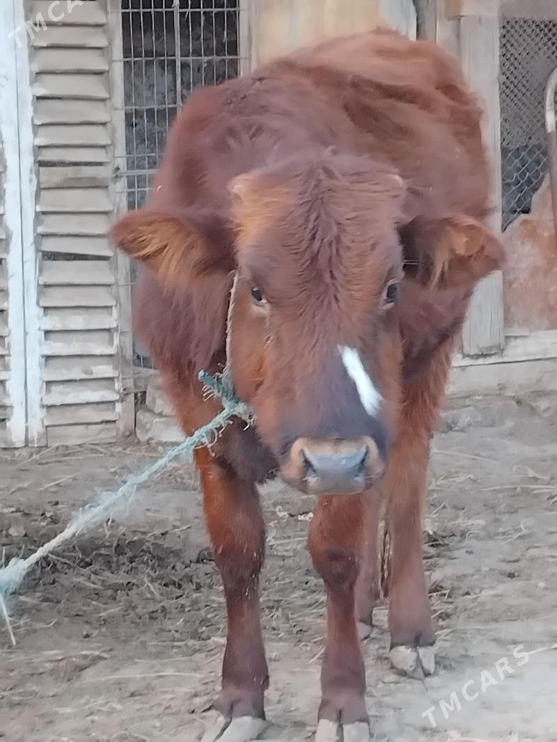 unajynlar - Çärjew - img 3