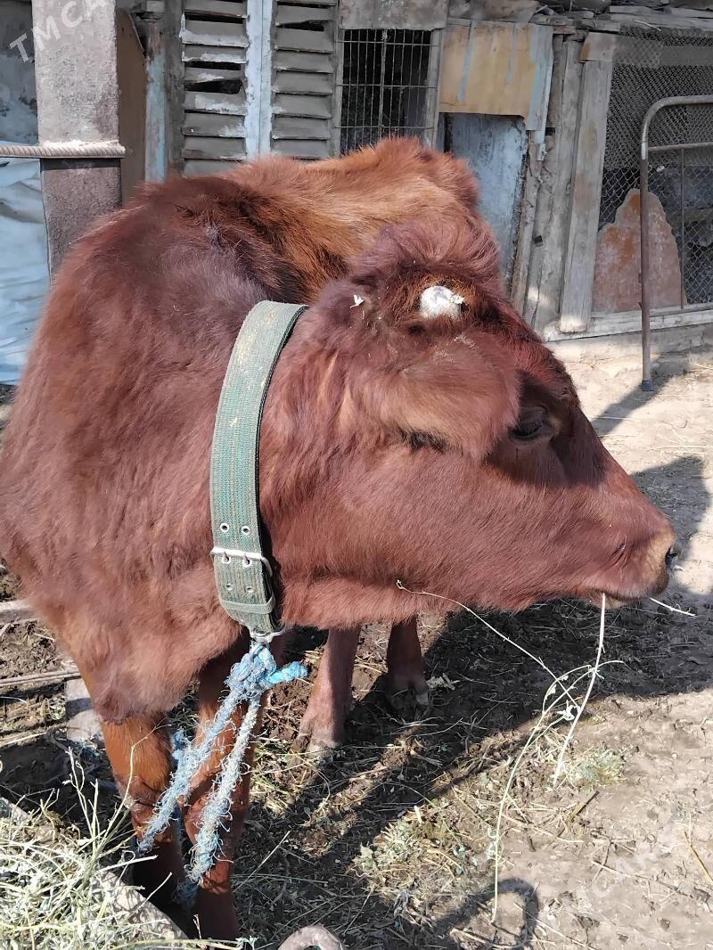 unajynlar - Çärjew - img 4