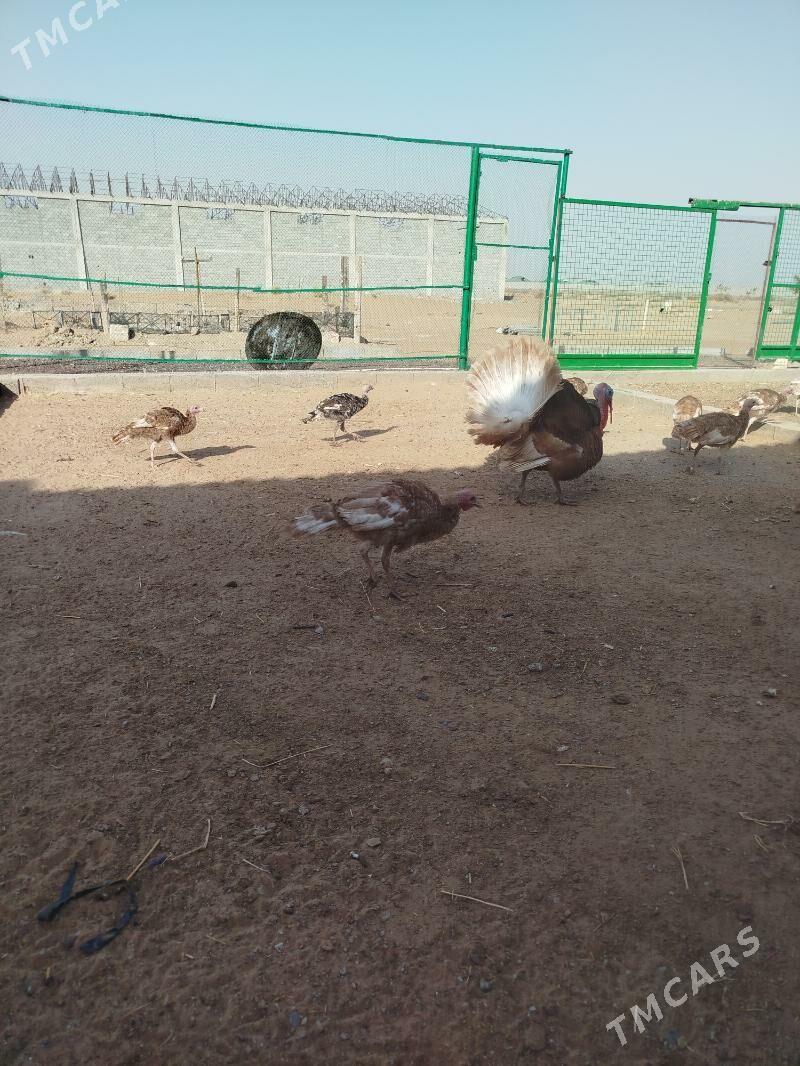 induk horaz uje - Анев - img 3