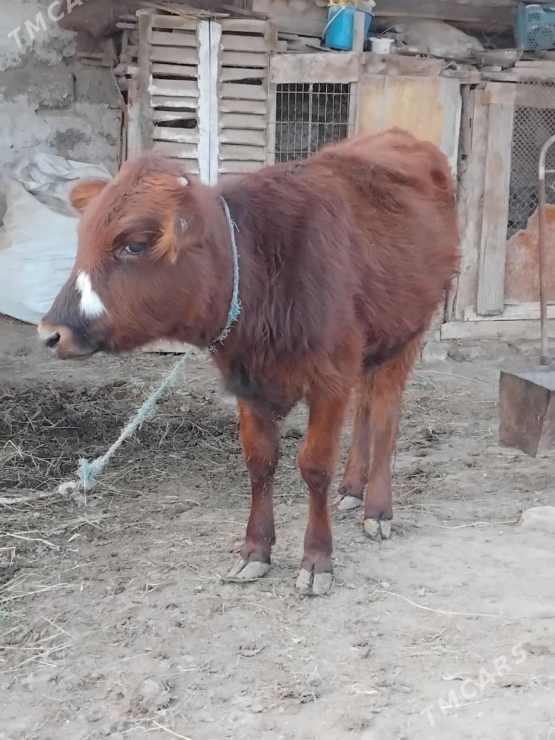 unajynlar - Çärjew - img 2