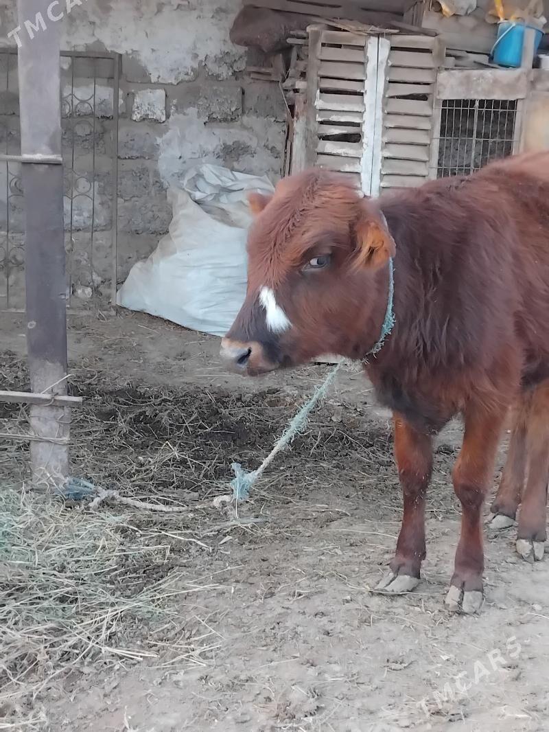 unajynlar - Çärjew - img 6