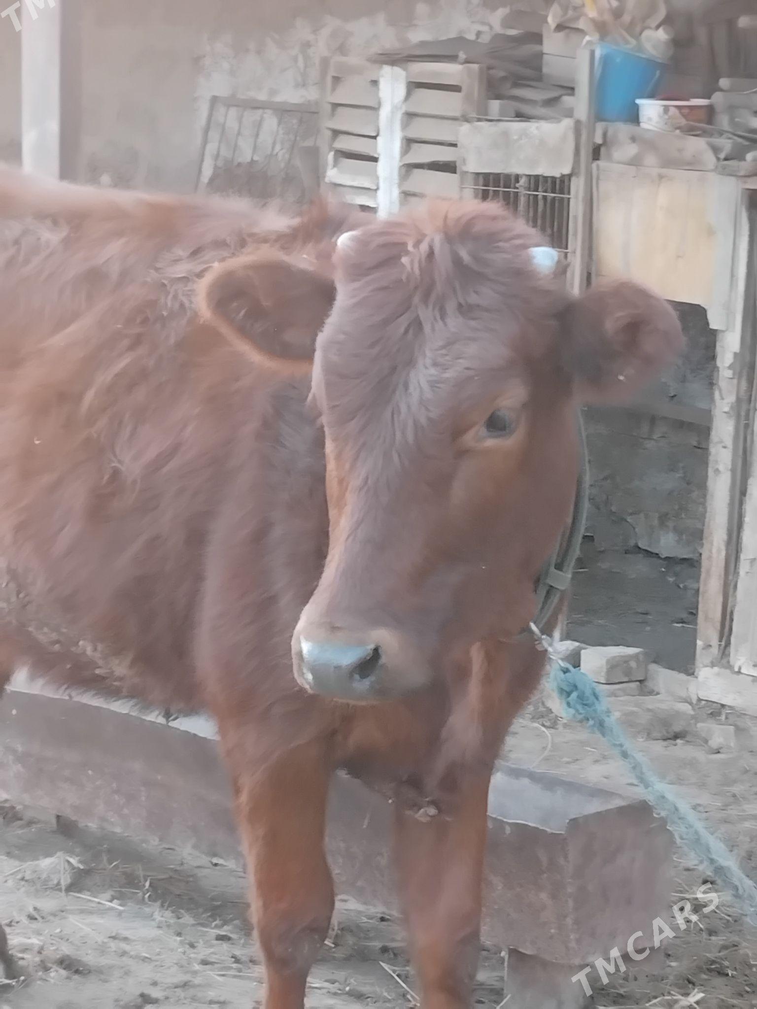 unajynlar - Çärjew - img 1