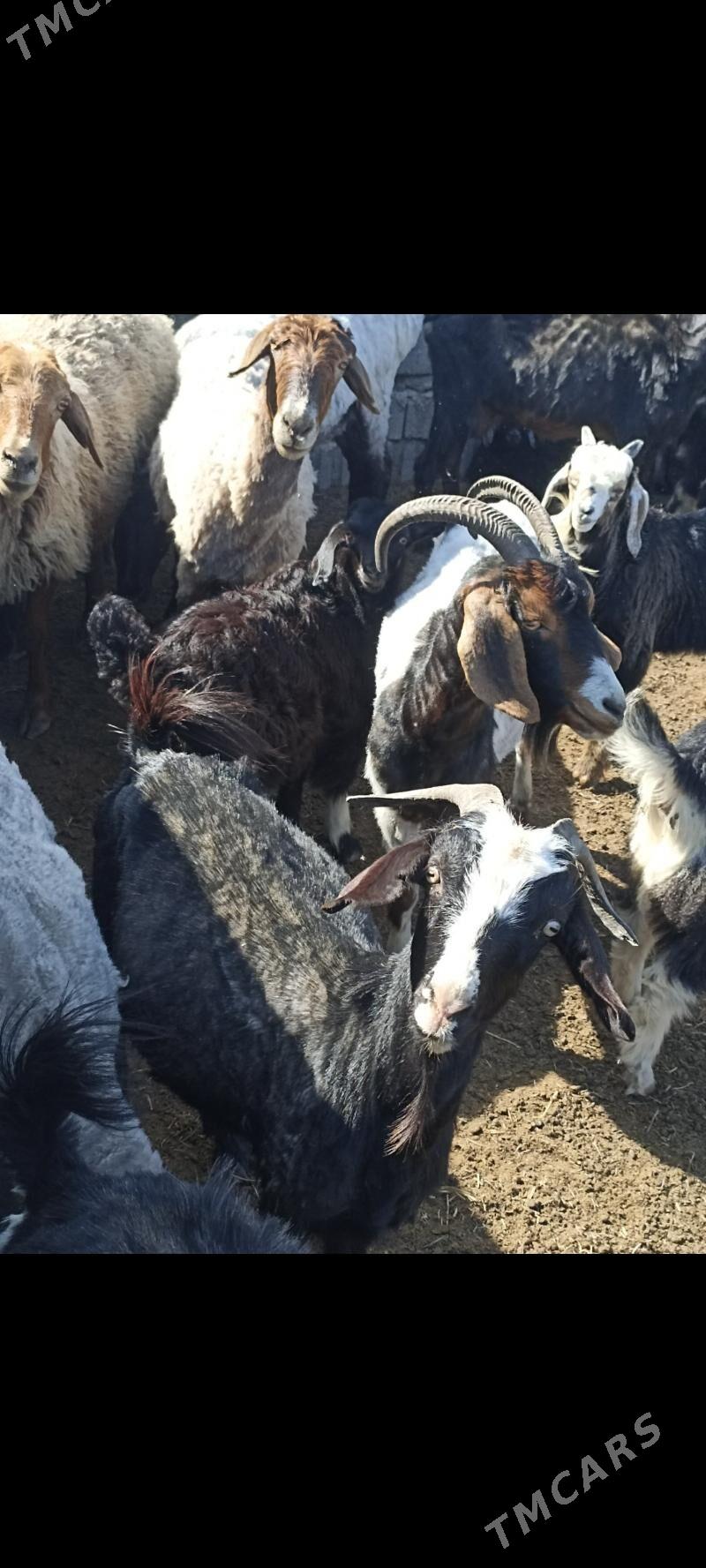 xalal mallar - Ашхабад - img 3