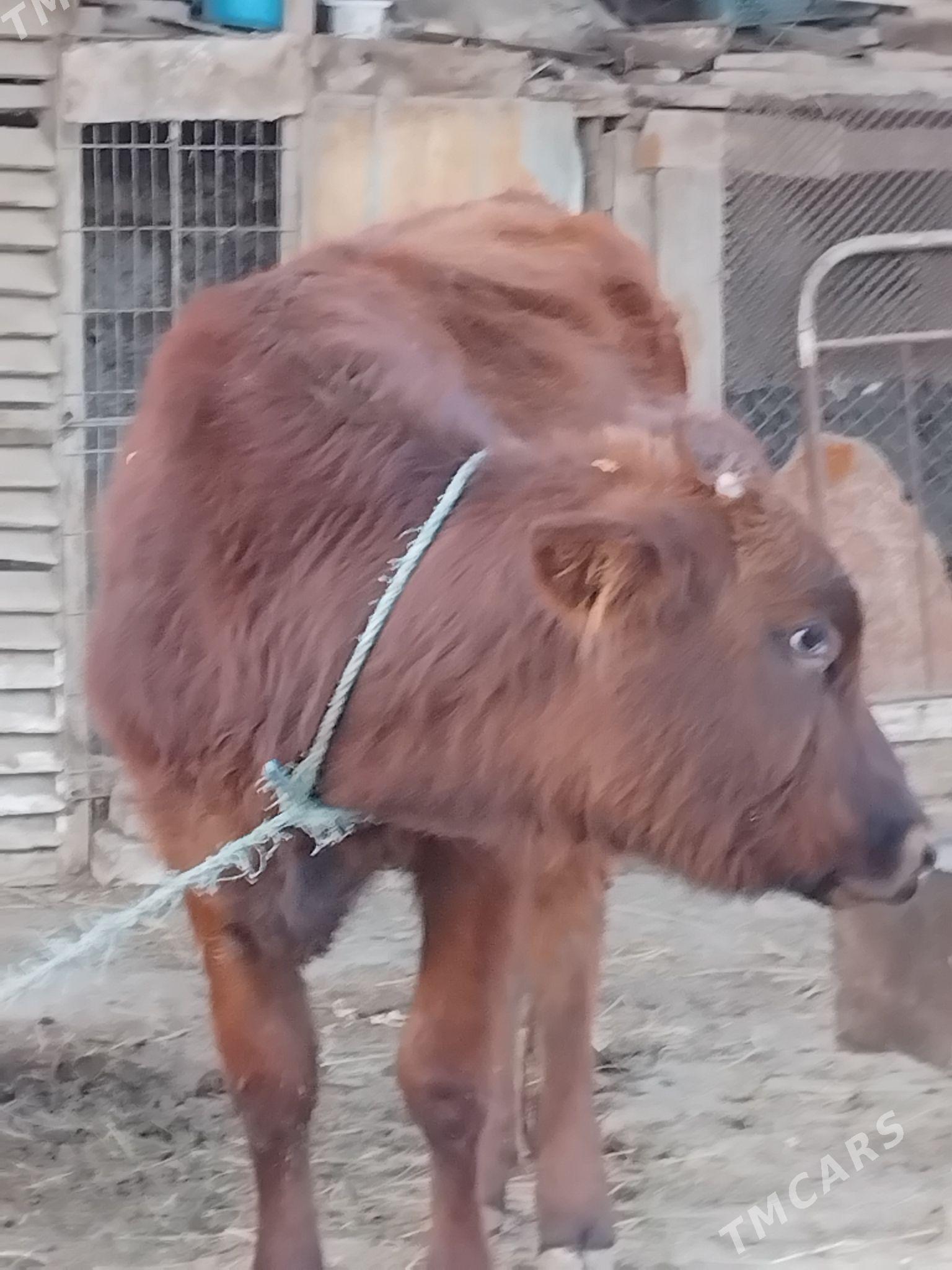 unajynlar - Çärjew - img 5