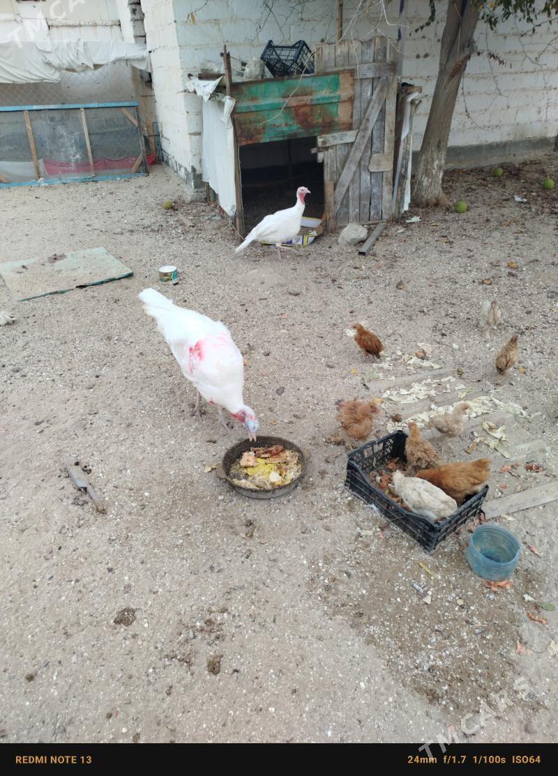 Horaz induk - Эсенгулы - img 3