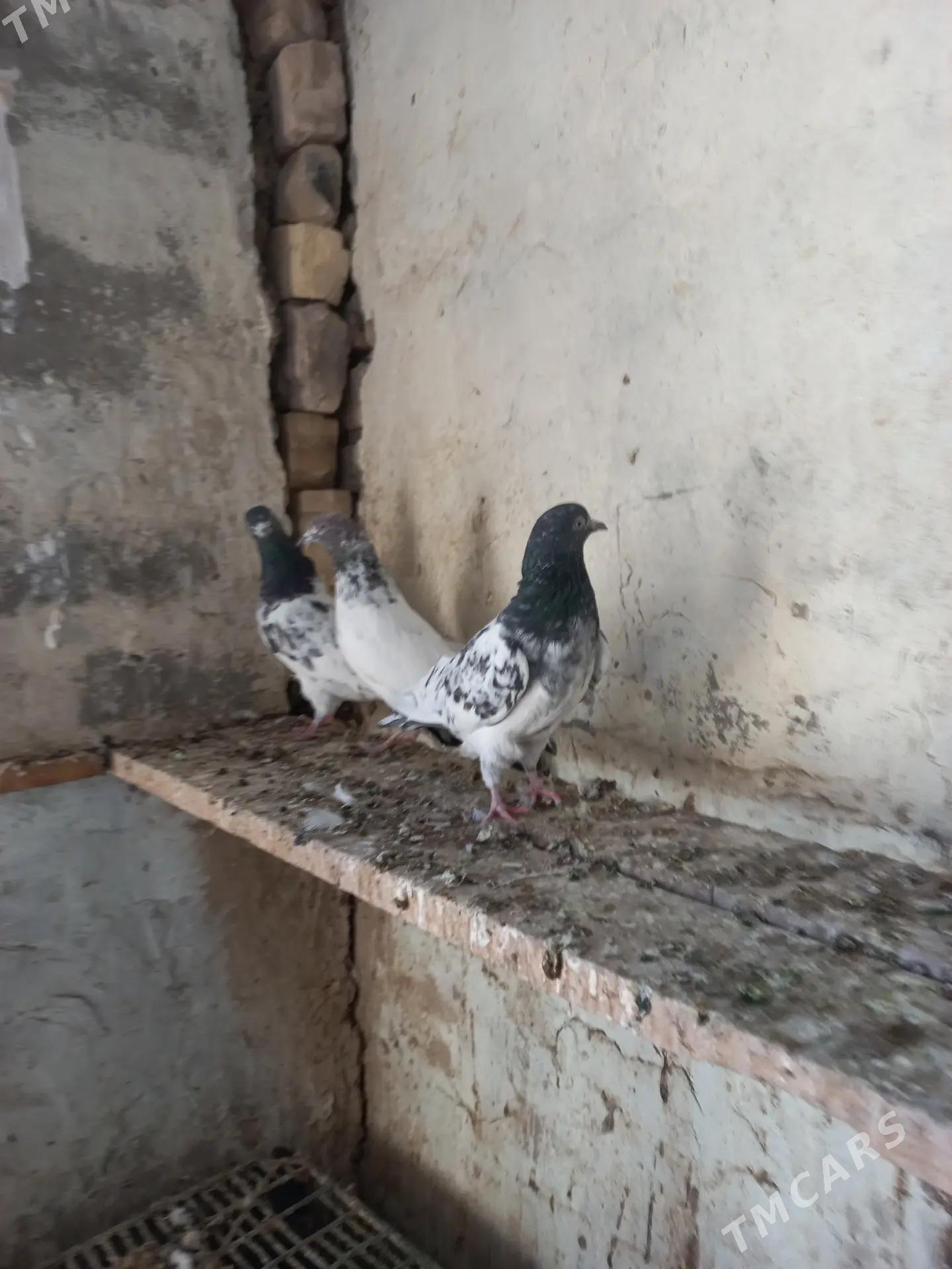 kepderi - Мары - img 2