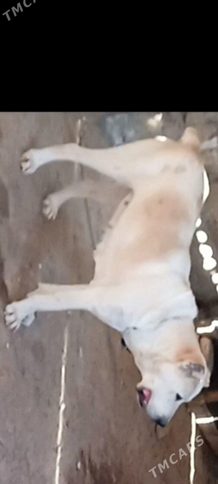 It - Ашхабад - img 5