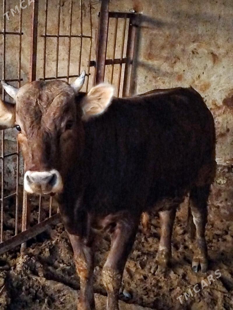 Öküz - Гёкдепе - img 7