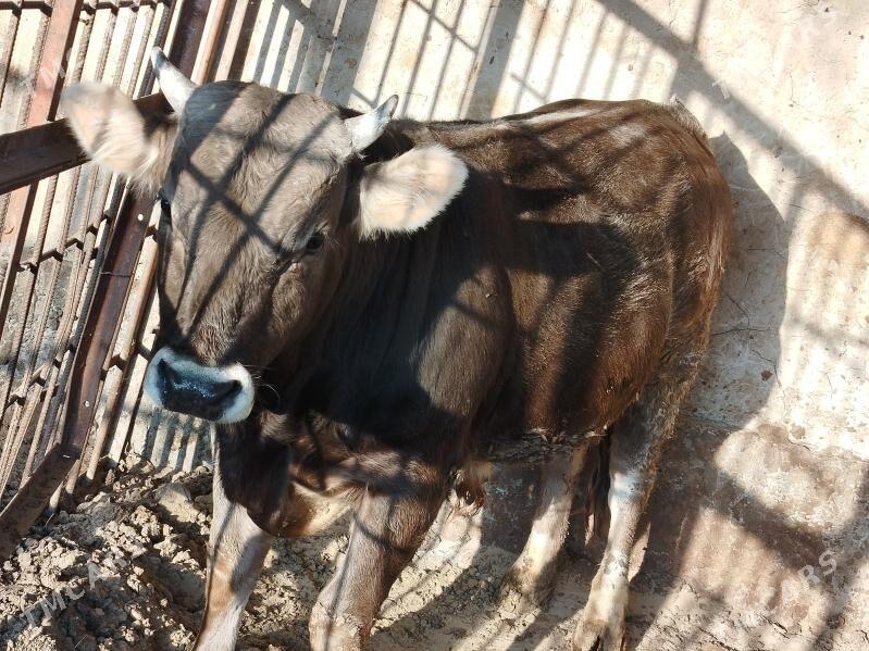 Öküz - Гёкдепе - img 4