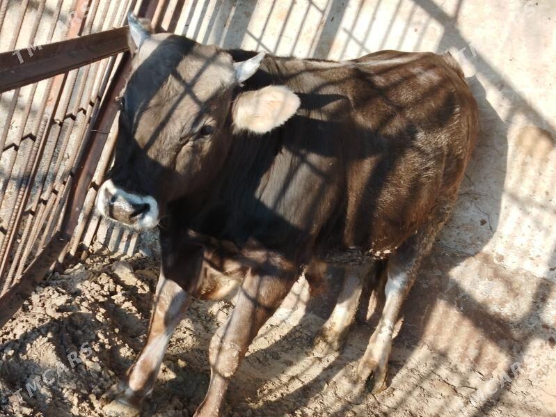 Öküz - Гёкдепе - img 3