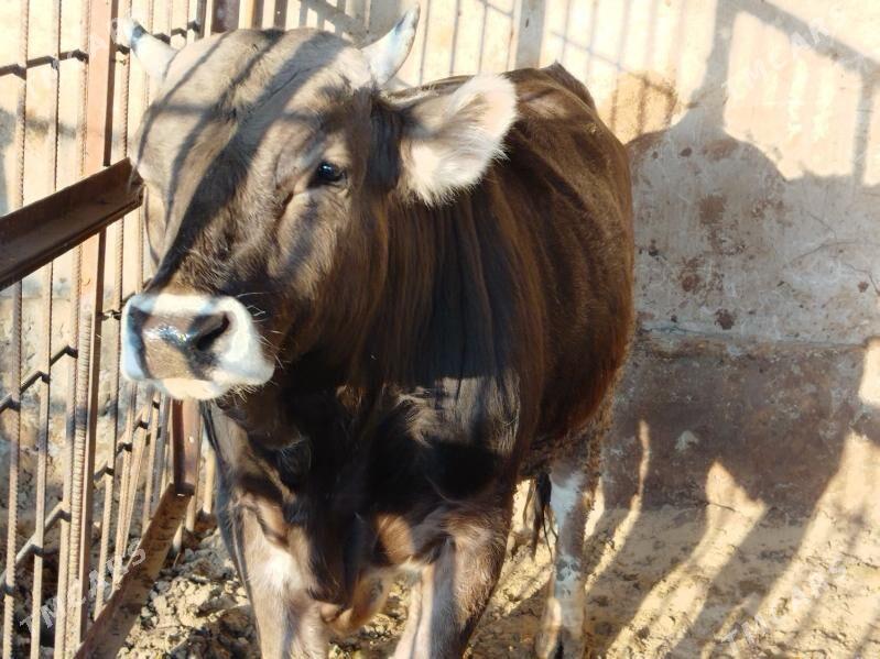 Öküz - Гёкдепе - img 5