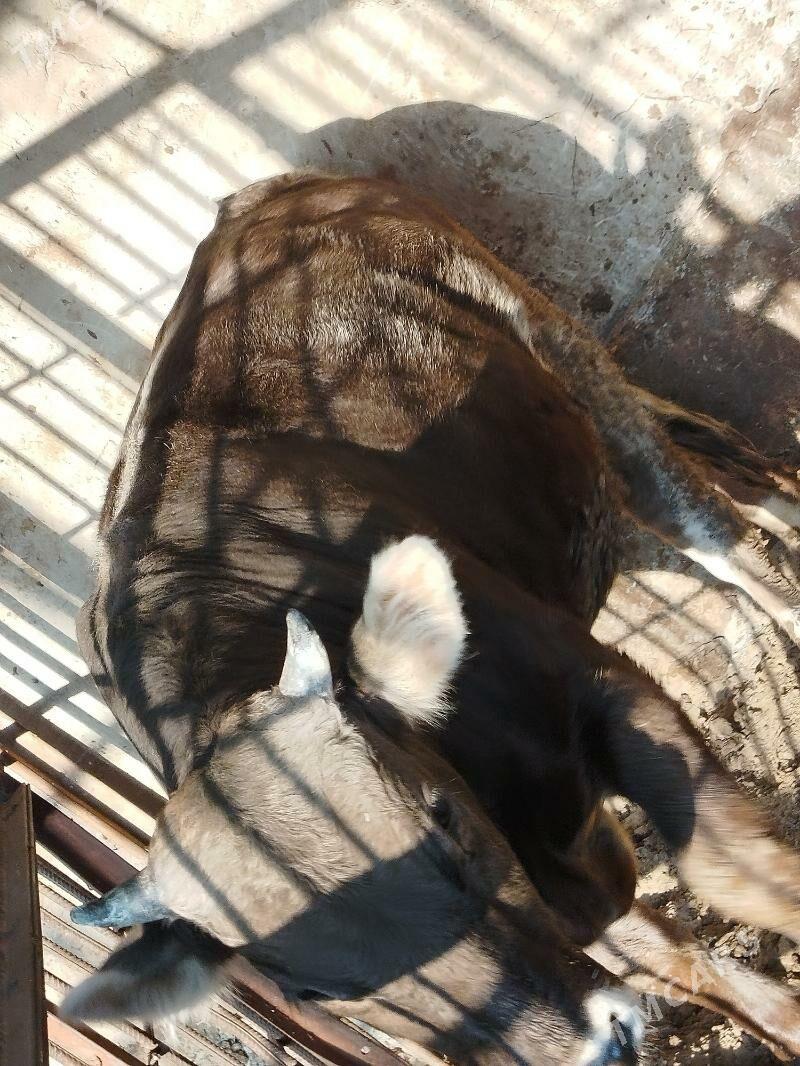 Öküz - Гёкдепе - img 6