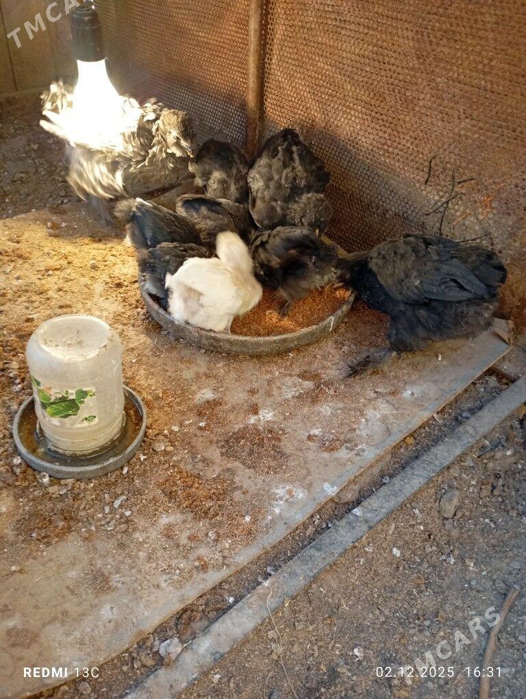 brama jüýje - Mary - img 3