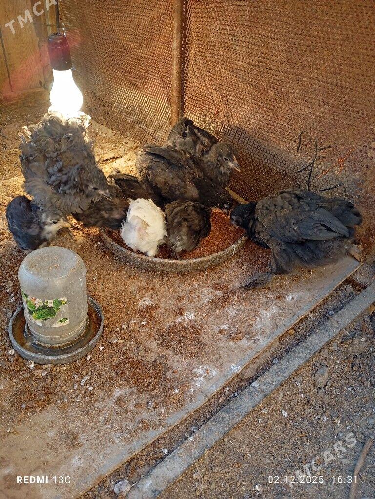 brama jüýje - Mary - img 2