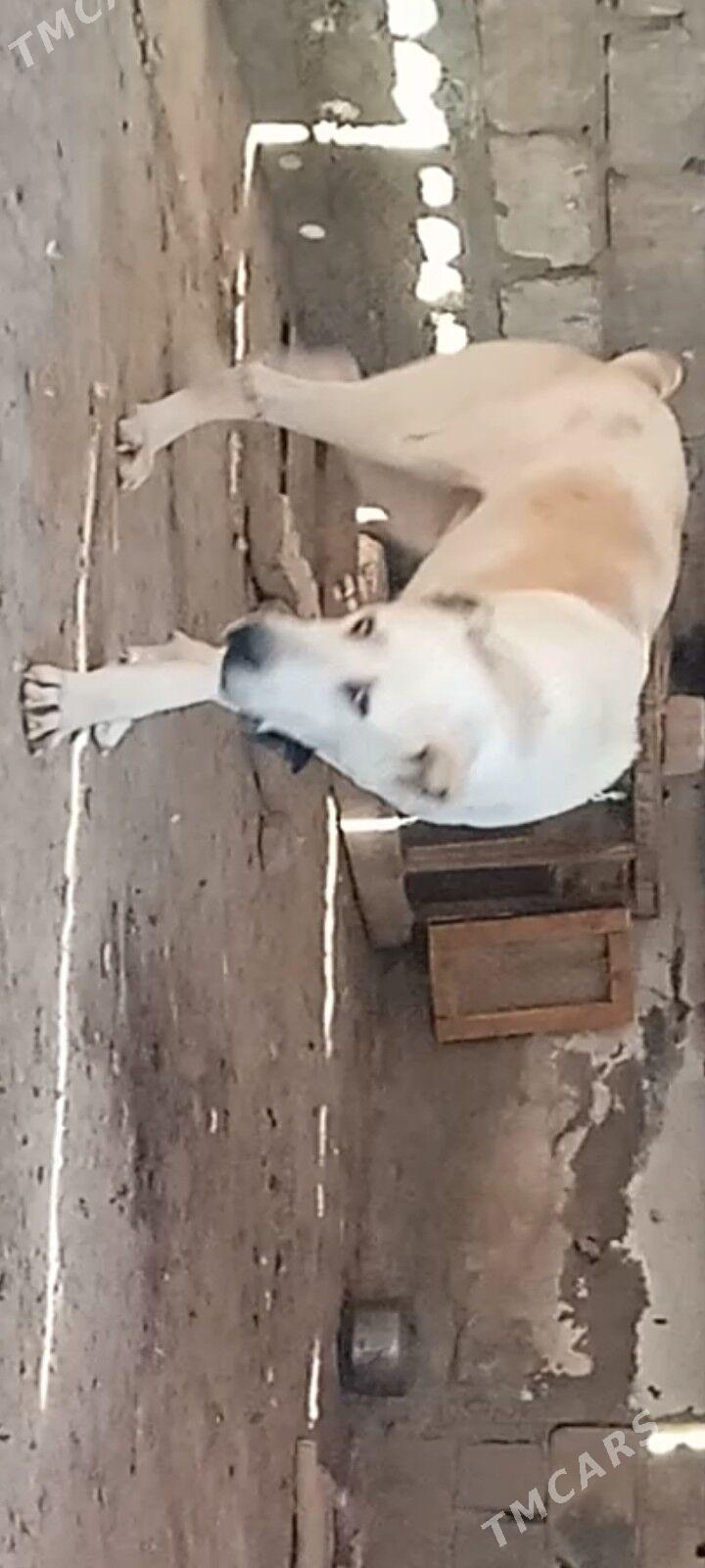 It - Ашхабад - img 2