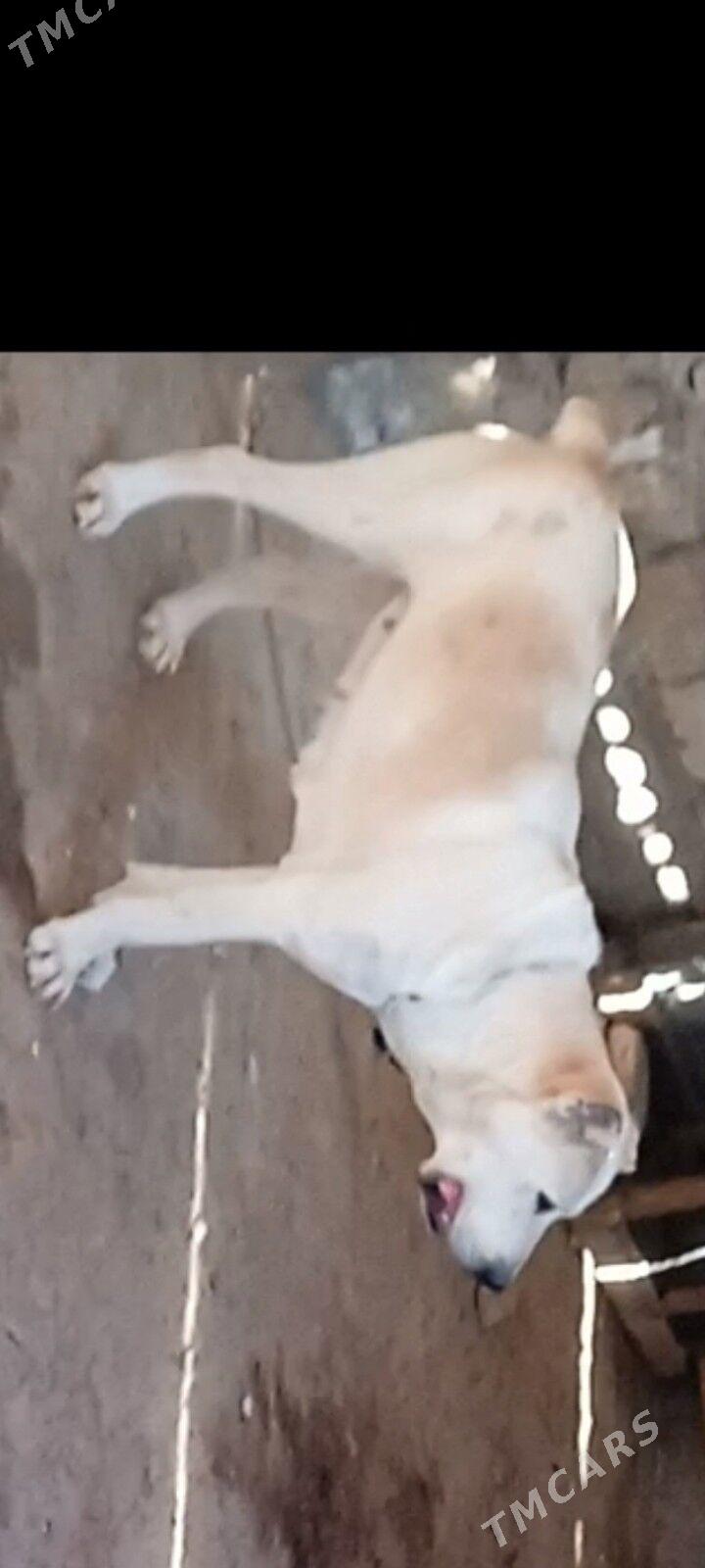 It - Ашхабад - img 4