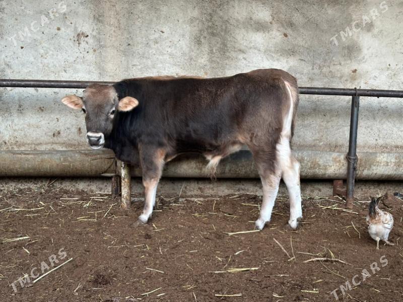 Okuz - Ашхабад - img 2