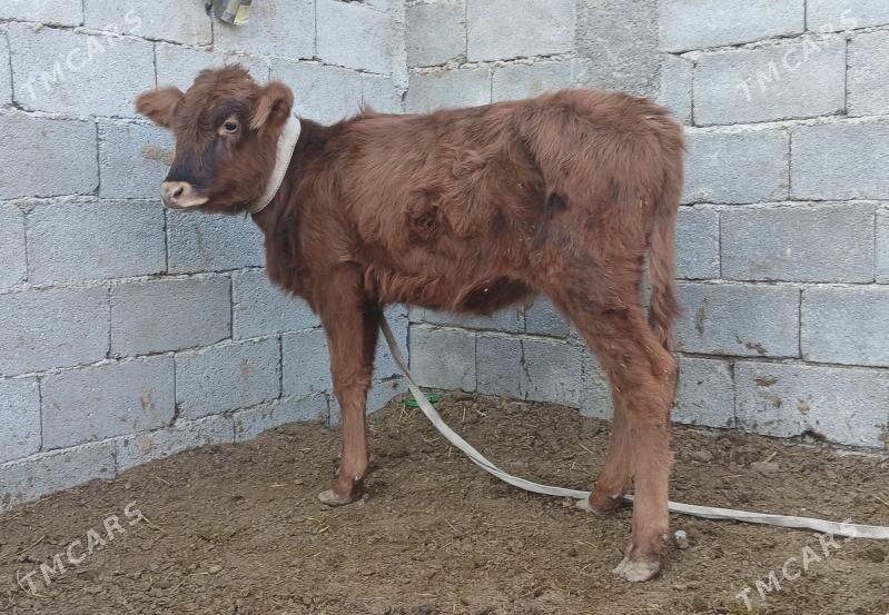 1öküz 2 tuwe - Бузмеин - img 2