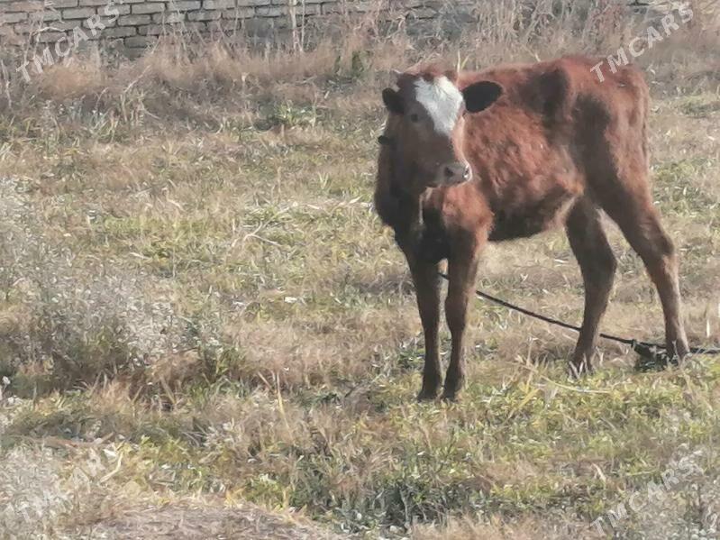 Gulajyn gole - Mary - img 2