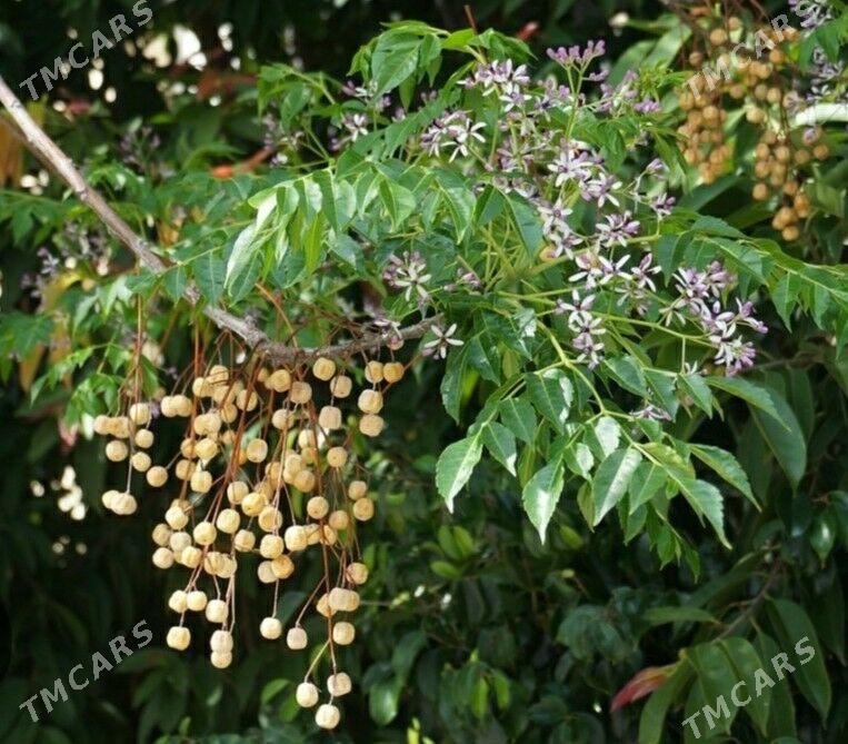 Мелия Meliya иранская - Hitrowka - img 2