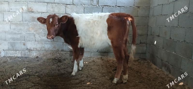 1öküz 2 tuwe - Бузмеин - img 3