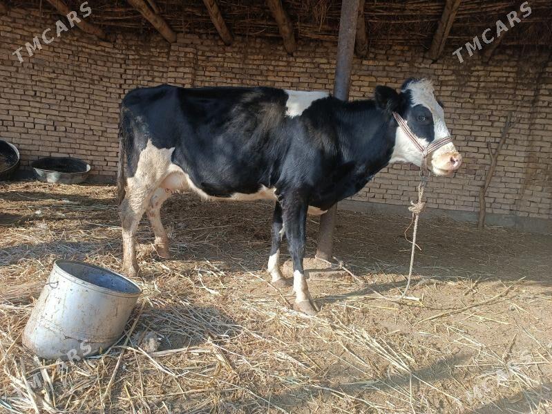 golishdeyin - Губадаг - img 3