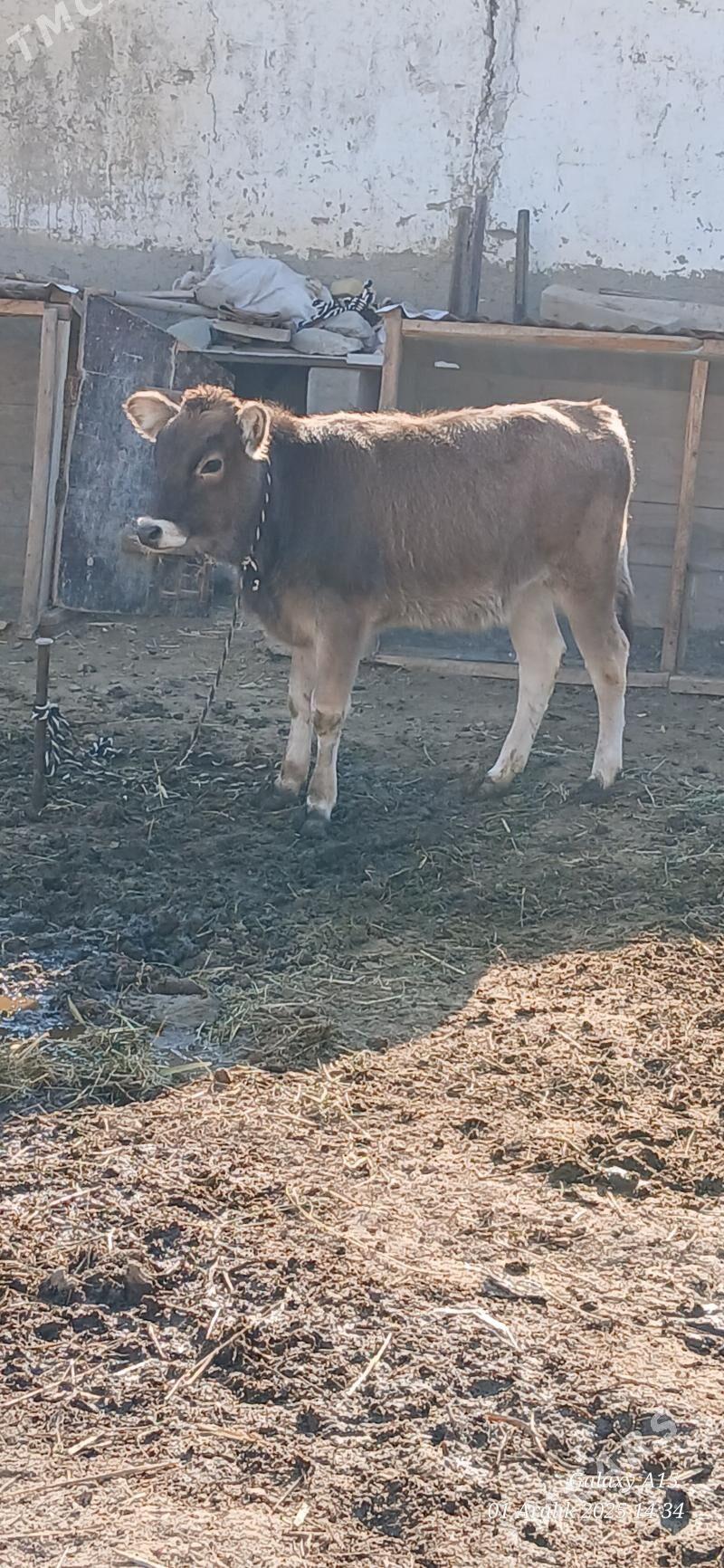 Tuwe - Bäherden - img 2