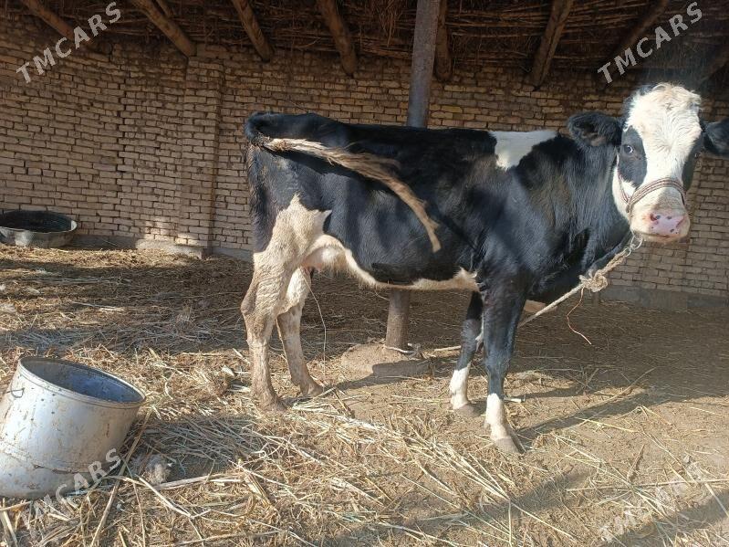 golishdeyin - Губадаг - img 2