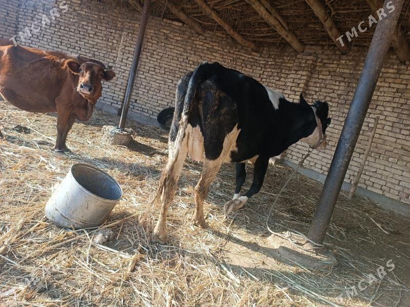 golishdeyin - Губадаг - img 4