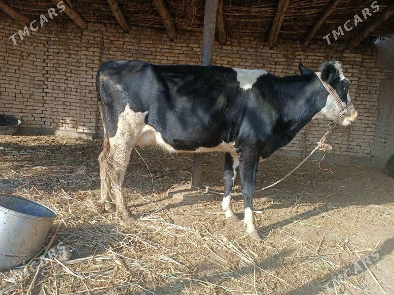 golishdeyin - Губадаг - img 1