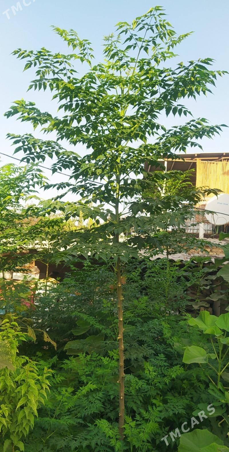 Мелия Meliya иранская - Hitrowka - img 4