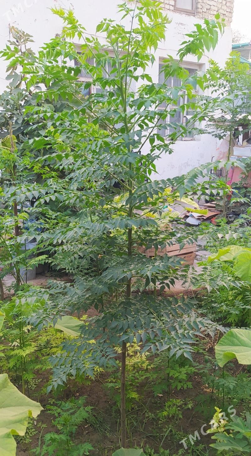 Мелия Meliya иранская - Hitrowka - img 5