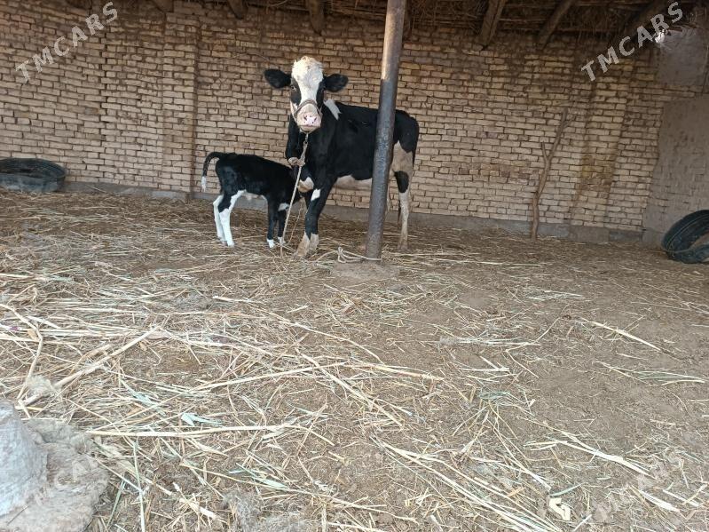 golishdeyin - Губадаг - img 6