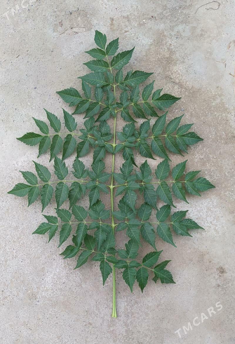 Мелия Meliya иранская - Hitrowka - img 3