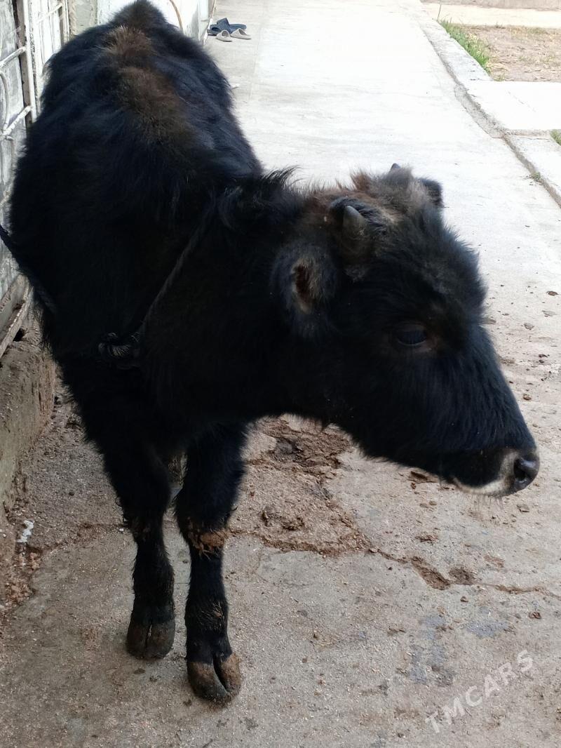 Okuz - Ашхабад - img 2