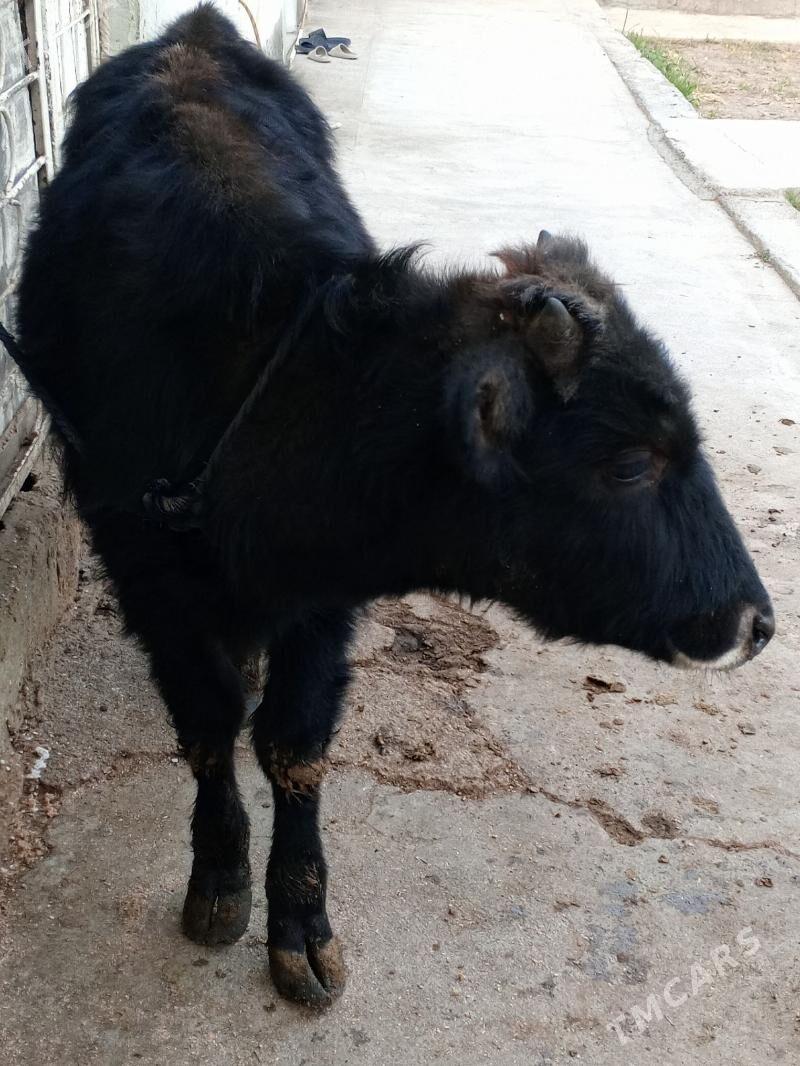 Okuz - Ашхабад - img 1