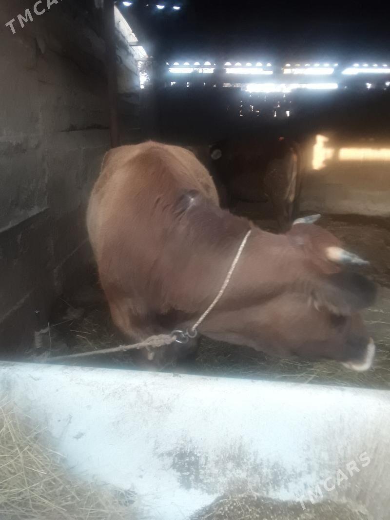 sygyr - Gökdepe - img 2