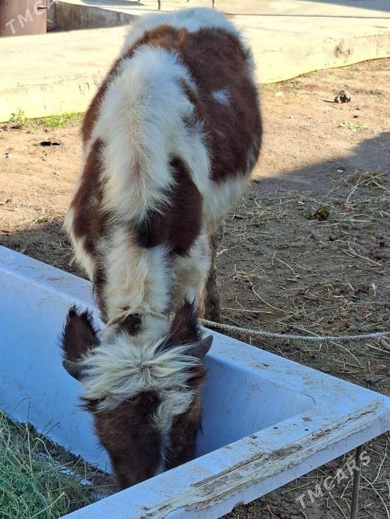 Okuz - Ашхабад - img 5