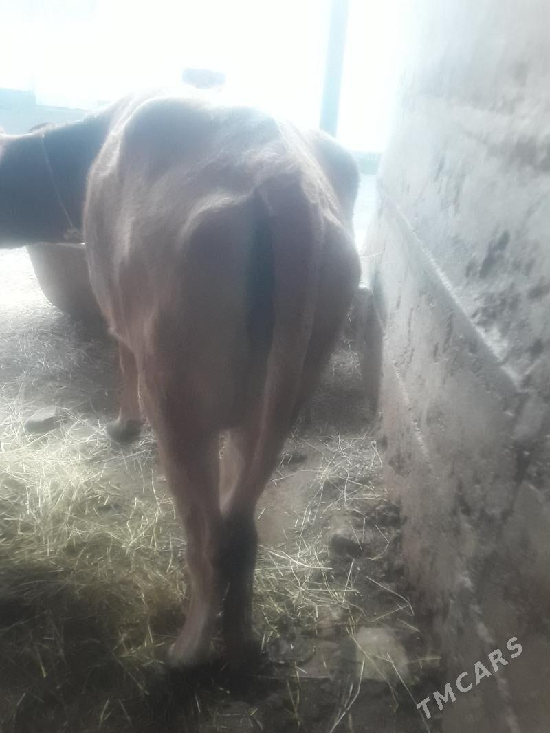 sygyr - Gökdepe - img 4