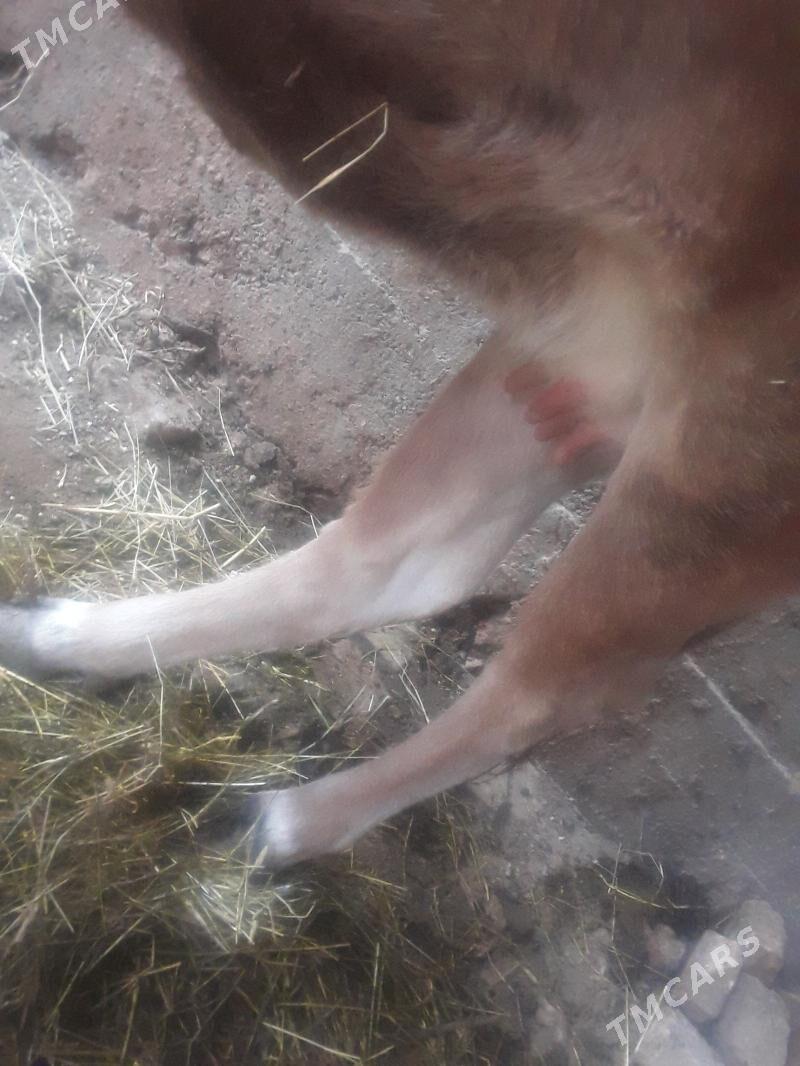 sygyr - Gökdepe - img 5