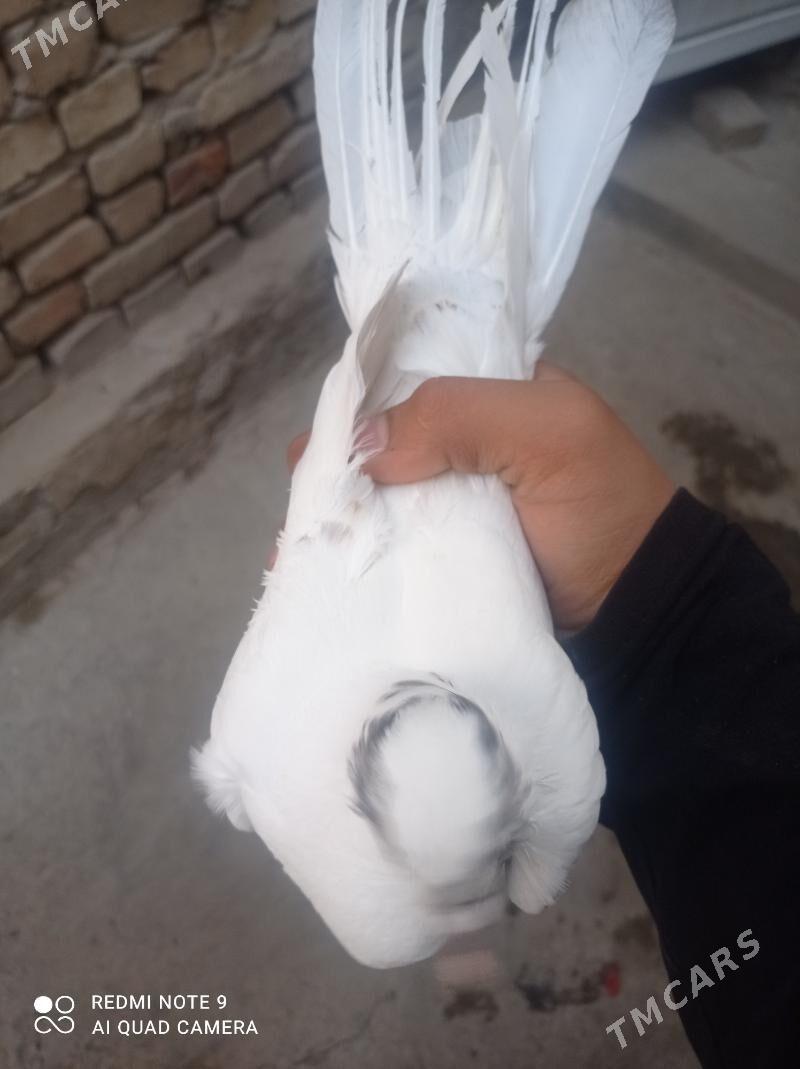 kepder - Туркменабат - img 1