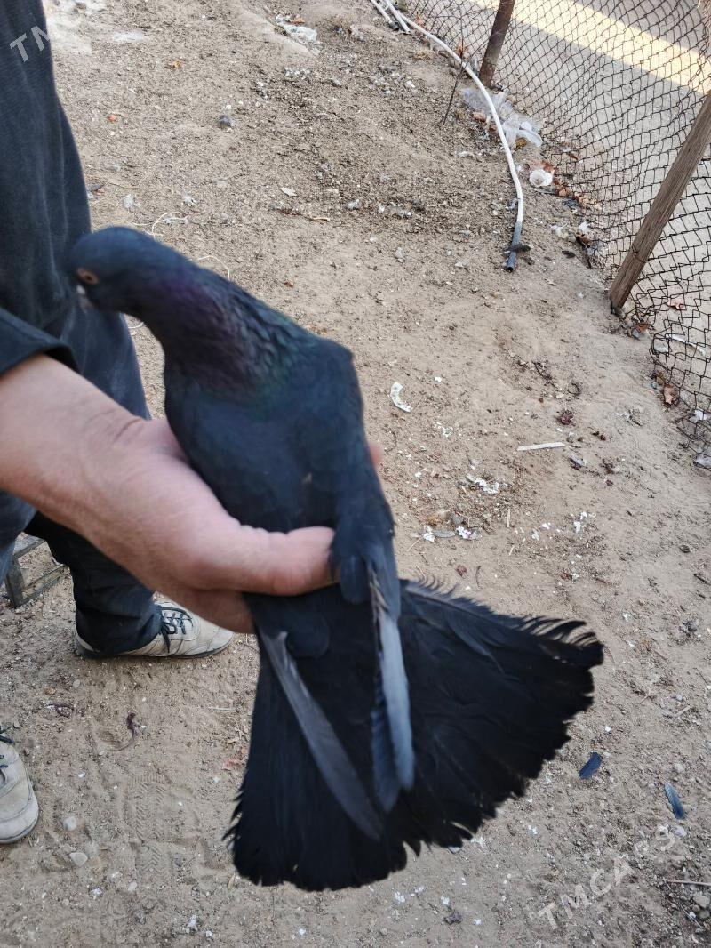 kepderi - Балканабат - img 3